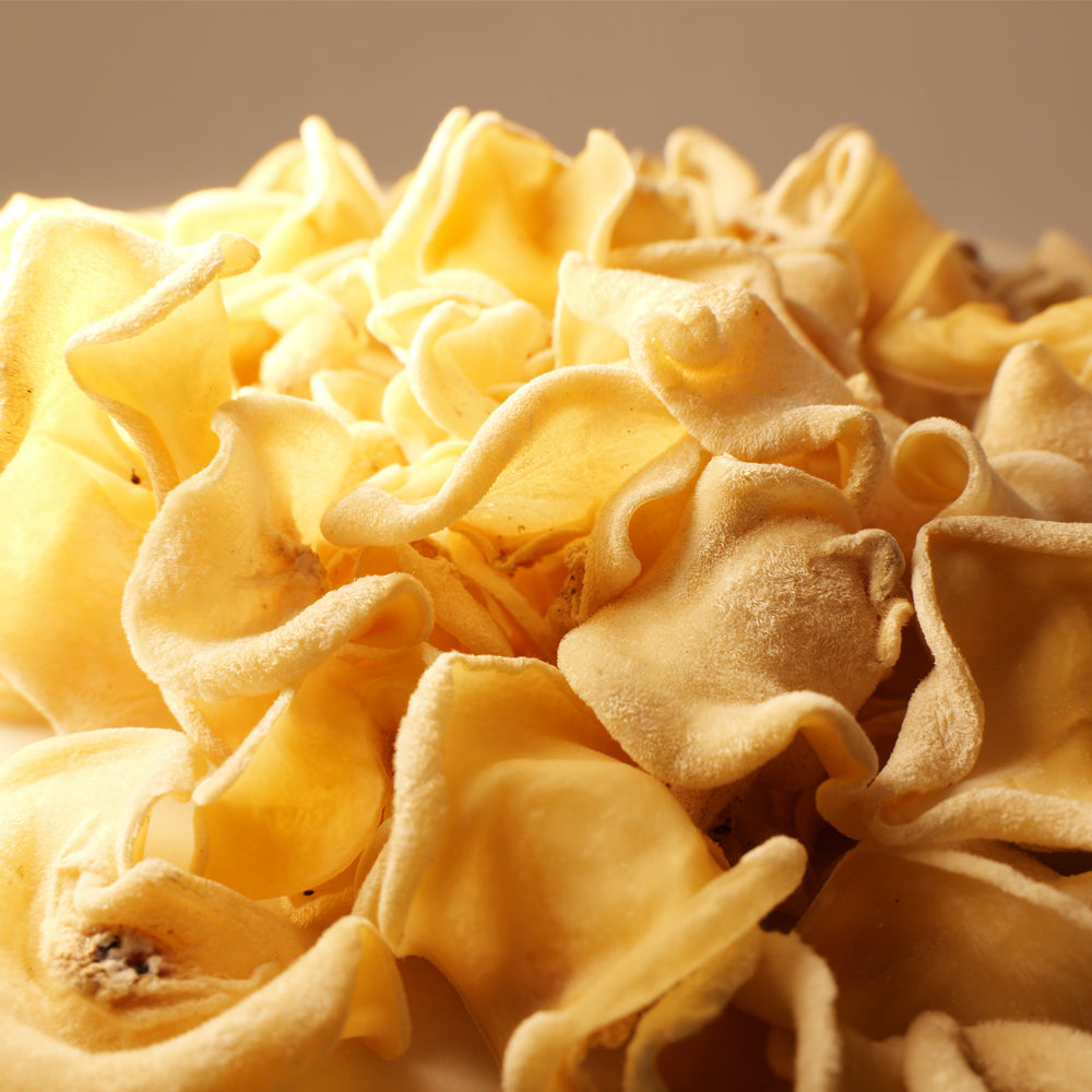 Fungo Jade branco - DS&H 200g