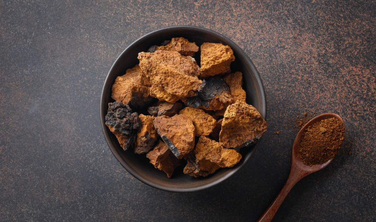 Cogumelo Chaga: O Ouro negro da floresta e seus poderes medicinais
